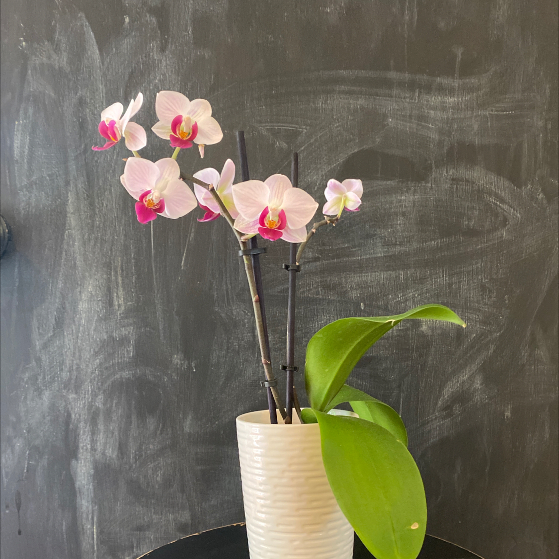 Noble Dendrobium orchid in a white pot with pink flowers and green leaves against a dark background.