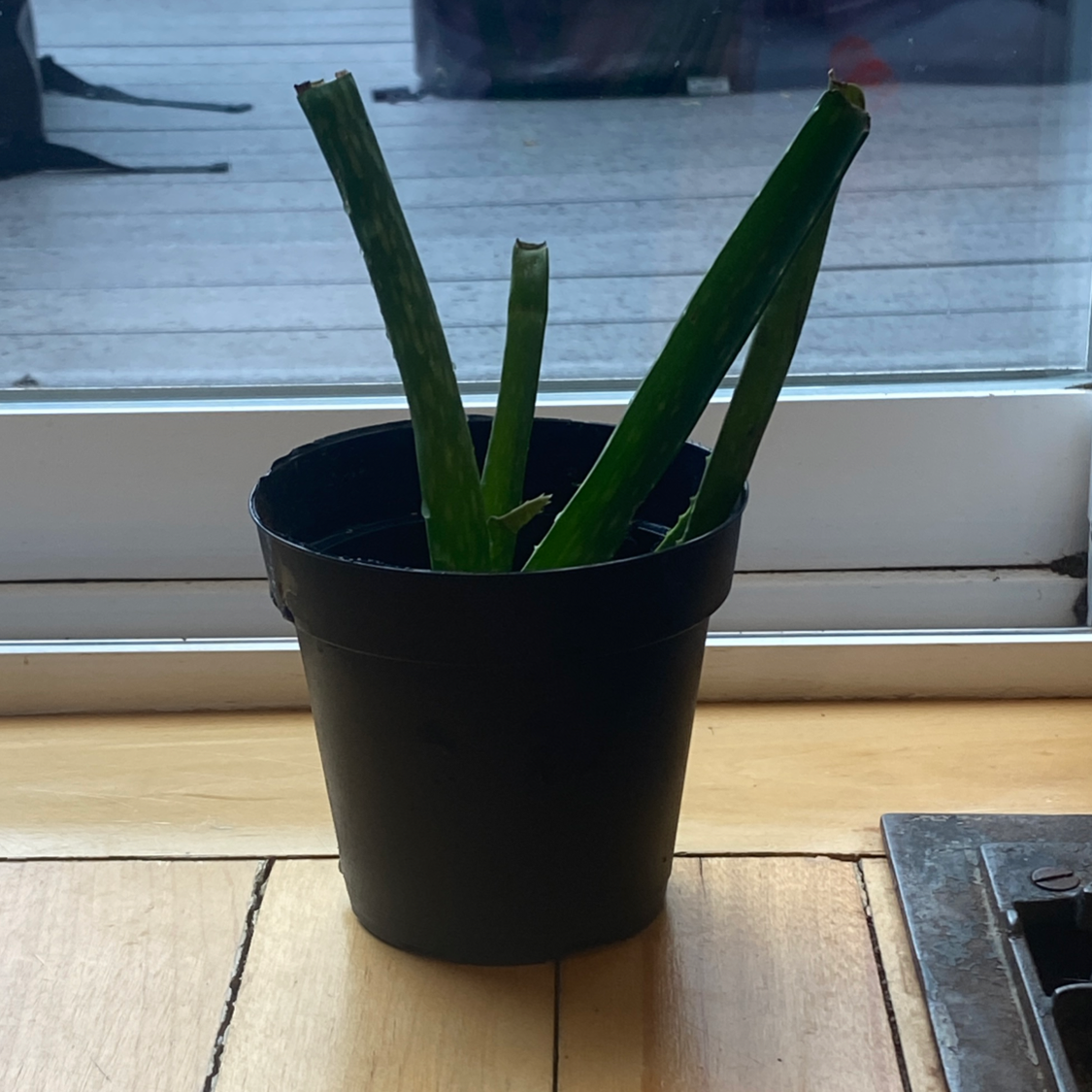 Aloe vera plant photo by Christine named Spike on Greg, the plant care app.