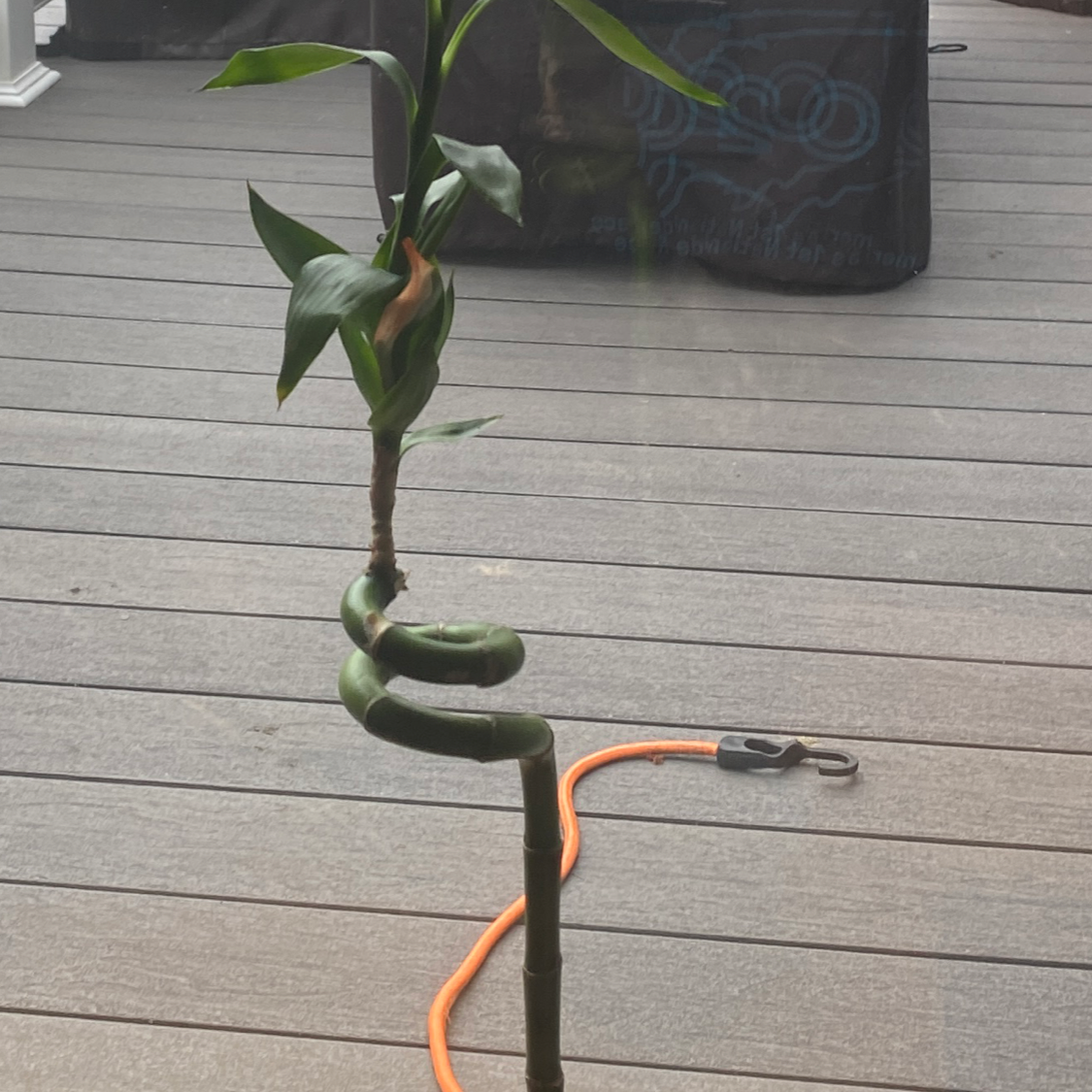 Lucky Bamboo plant photo by Christine named Kobe on Greg, the plant care app.