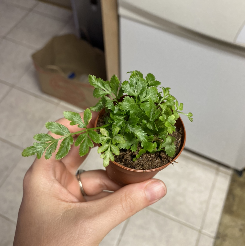A healthy Brake Fern plant in a small pot, held by a hand.