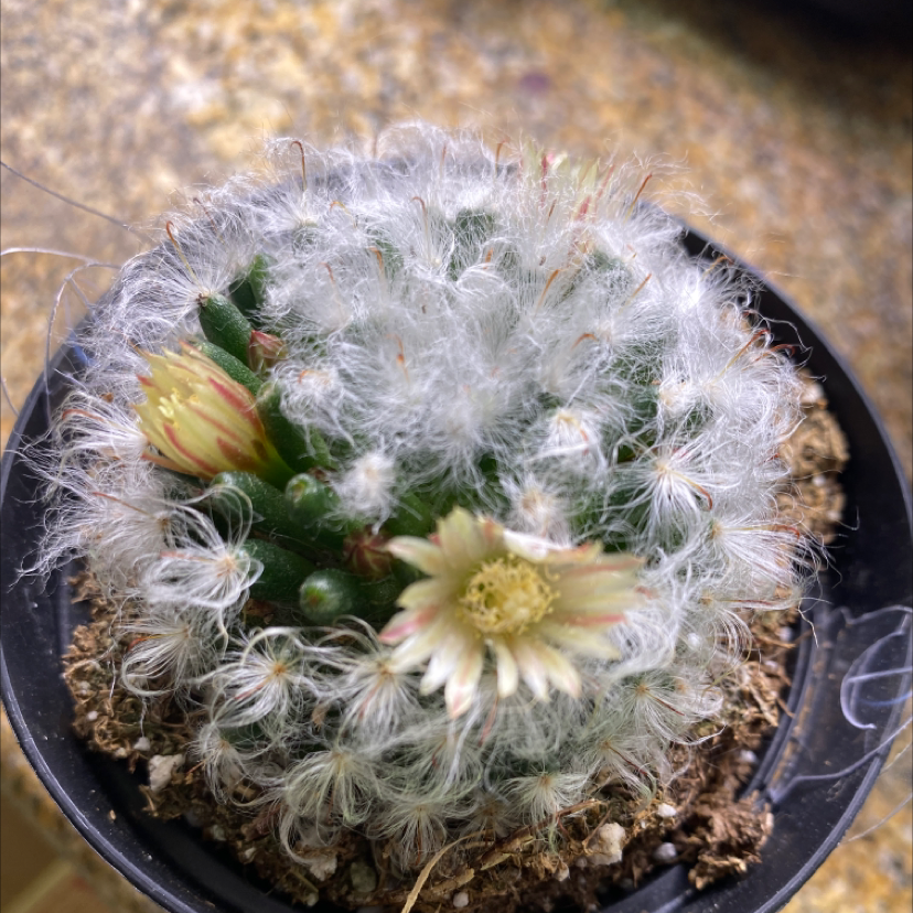Lace hedgehog cactus with dense white fuzzy spines and cream-colored flower buds emerging from the center, planted in a terra cotta pot.