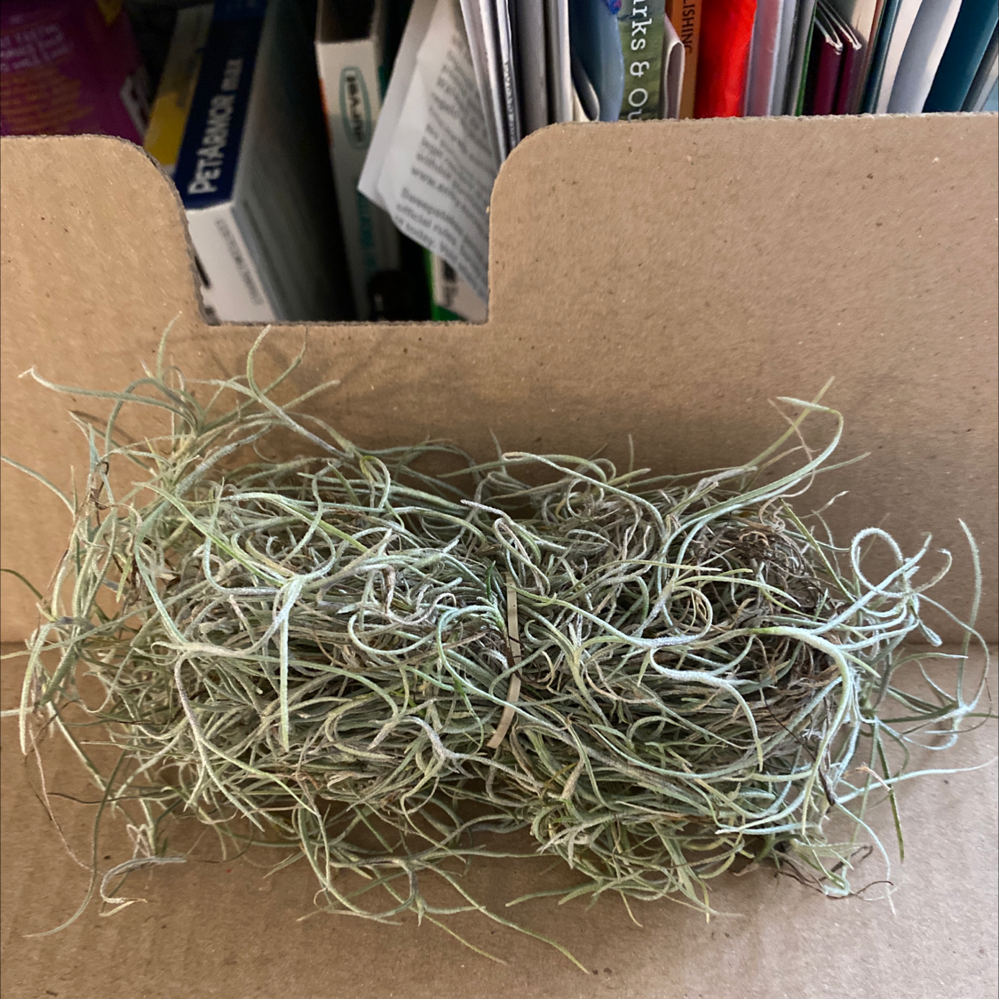 Small Ballmoss (Tillandsia recurvata) on a cardboard surface with books in the background.