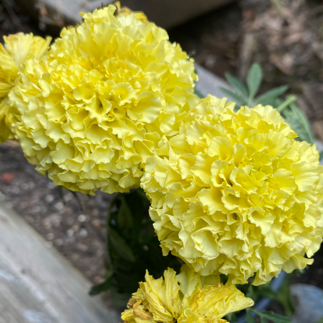 🌞 Symbolism and Benefits of the African Marigold