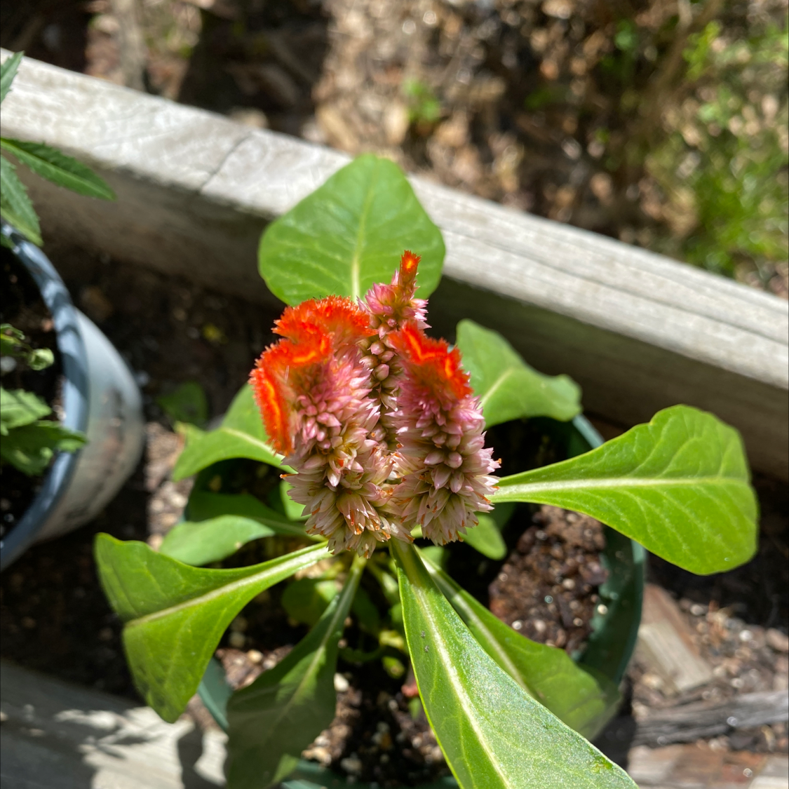 Close-up of a healthy red cockscomb plant with ruffled flowers and green leaves, growing outdoors.