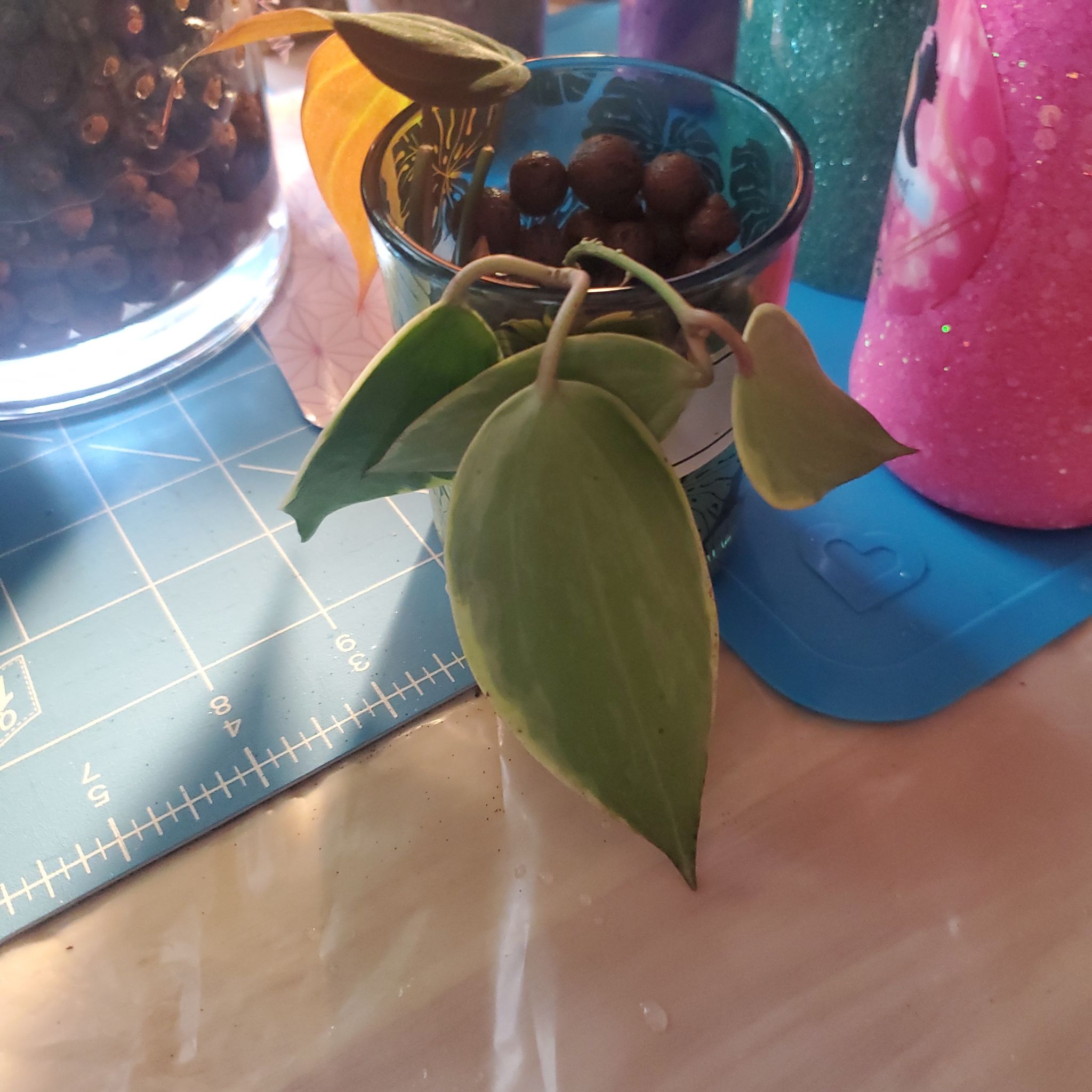 Hoya macrophylla plant with variegated leaves in a glass container with visible soil and pebbles.