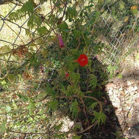 Photo of the plant species Ipomoea Quamoclit by Sparklysedge named Creeper on Greg, the plant care app