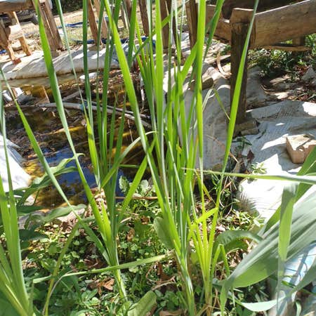 Photo of the plant species Southern Cattail by @SparklySedge named Cattails on Greg, the plant care app