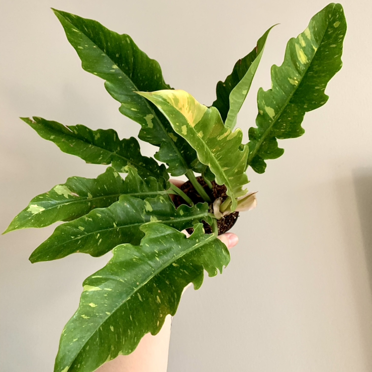 Philodendron 'Ring of Fire' plant with variegated leaves held by a hand.
