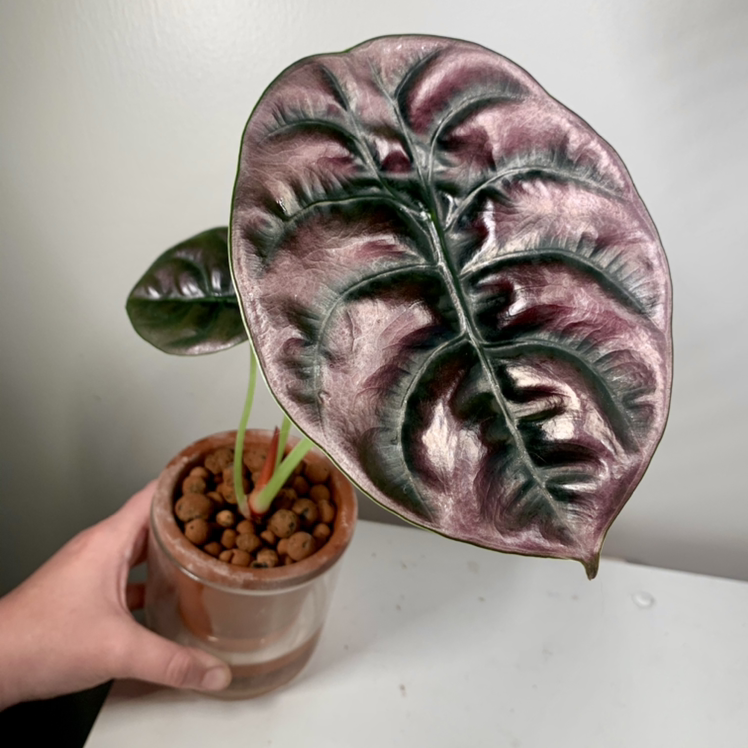 Jewel Alocasia plant with glossy leaves in a small pot, held by a hand.
