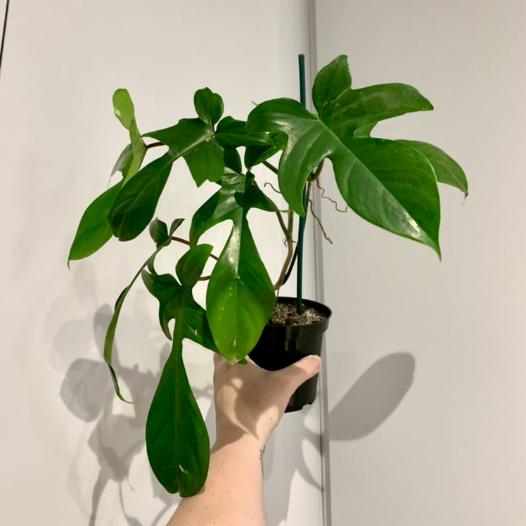 Philodendron 'Florida' plant held by a hand, with vibrant green leaves and visible soil.