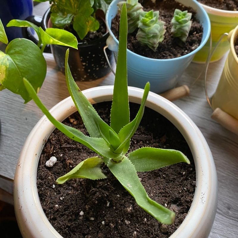 Close-up view of a healthy potted aloe vera plant with thick, fleshy, green leaves arranged in a rosette pattern.
