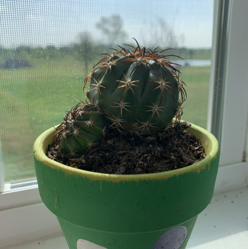 Photo of the plant species The Glory of Texas by Allie named ailene on Greg, the plant care app
