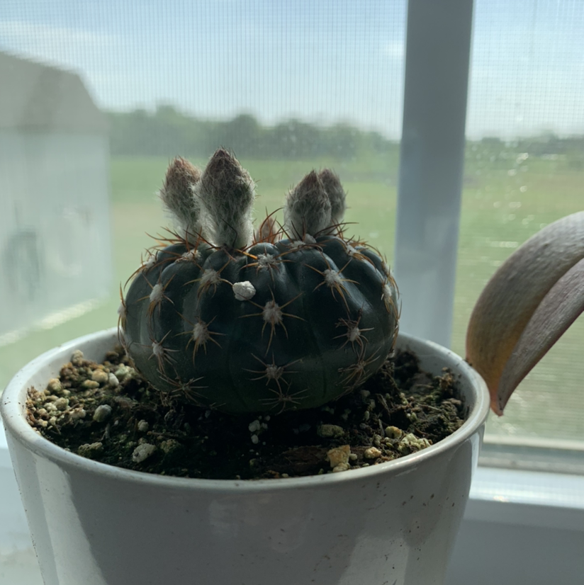 Photo of the plant species The Glory of Texas by Allie named diana on Greg, the plant care app