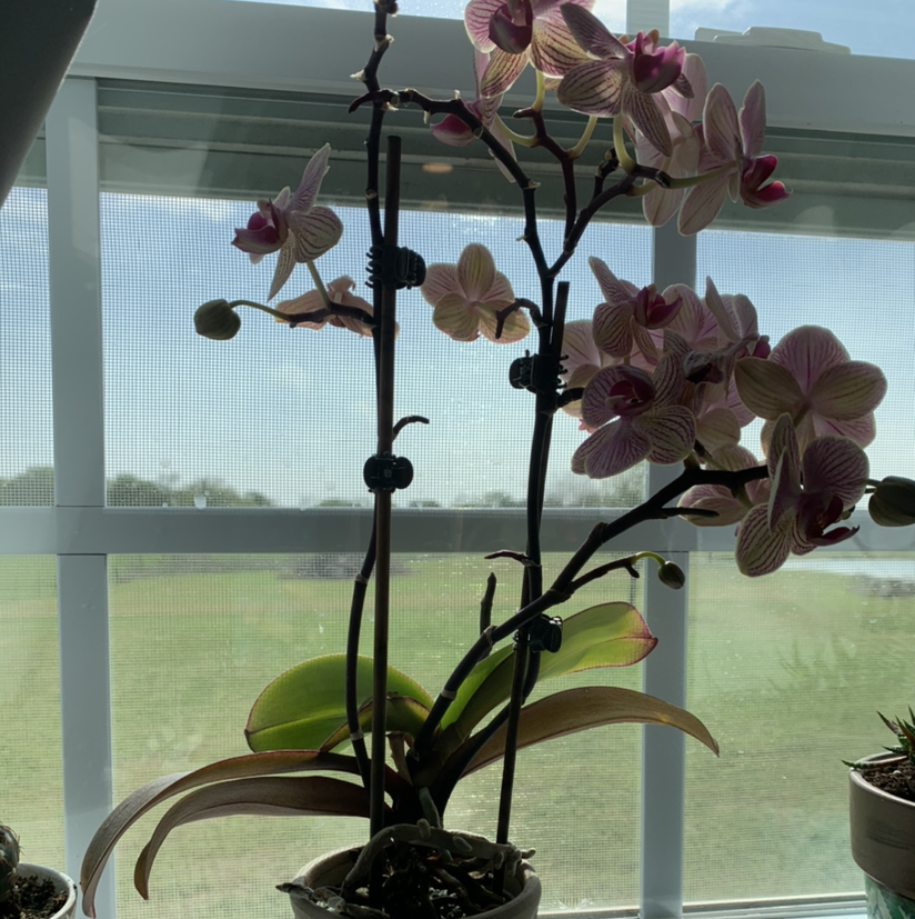 Noble Dendrobium orchid with multiple flowers in a pot by a window.
