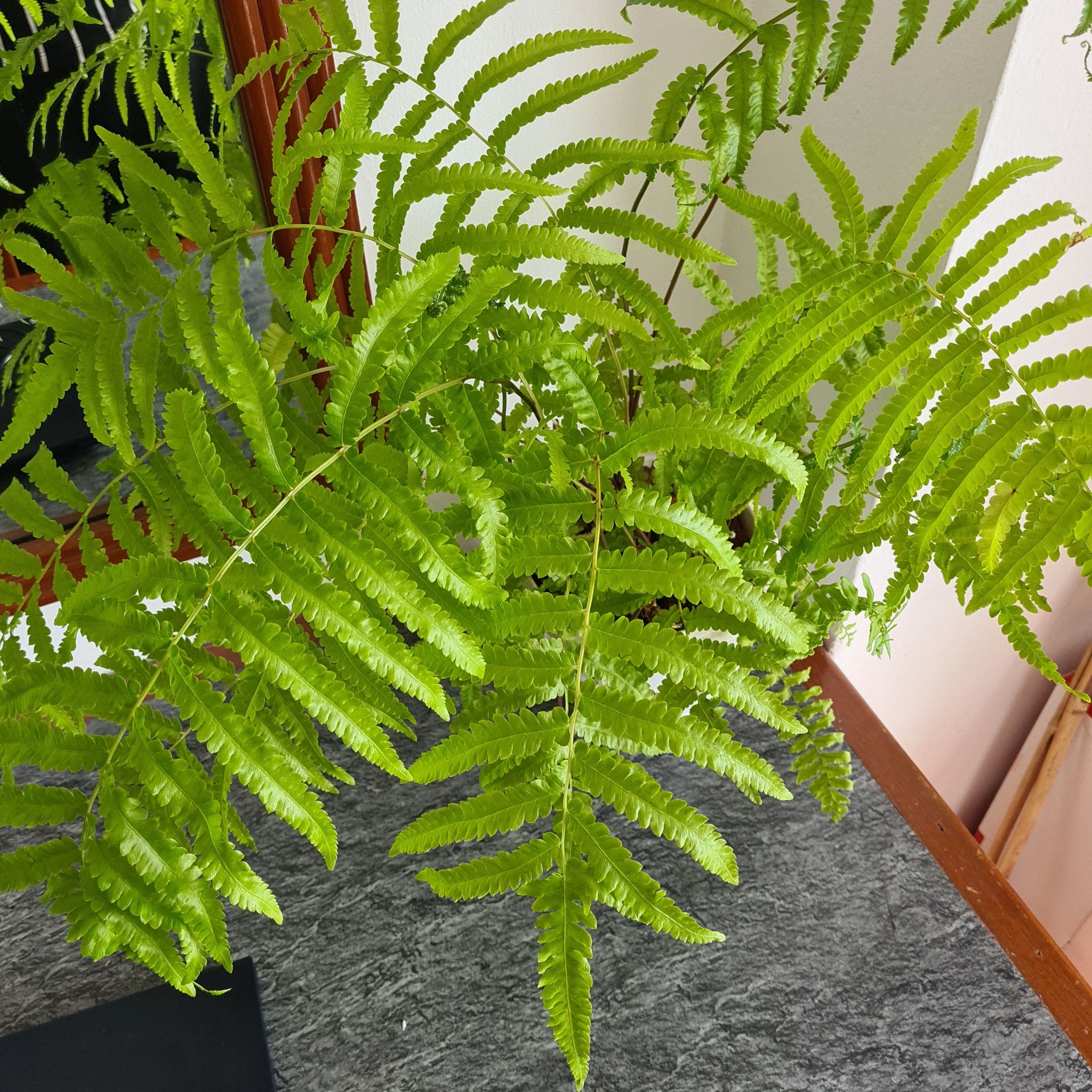 Plant care for King Fern on Greg, the plant care app