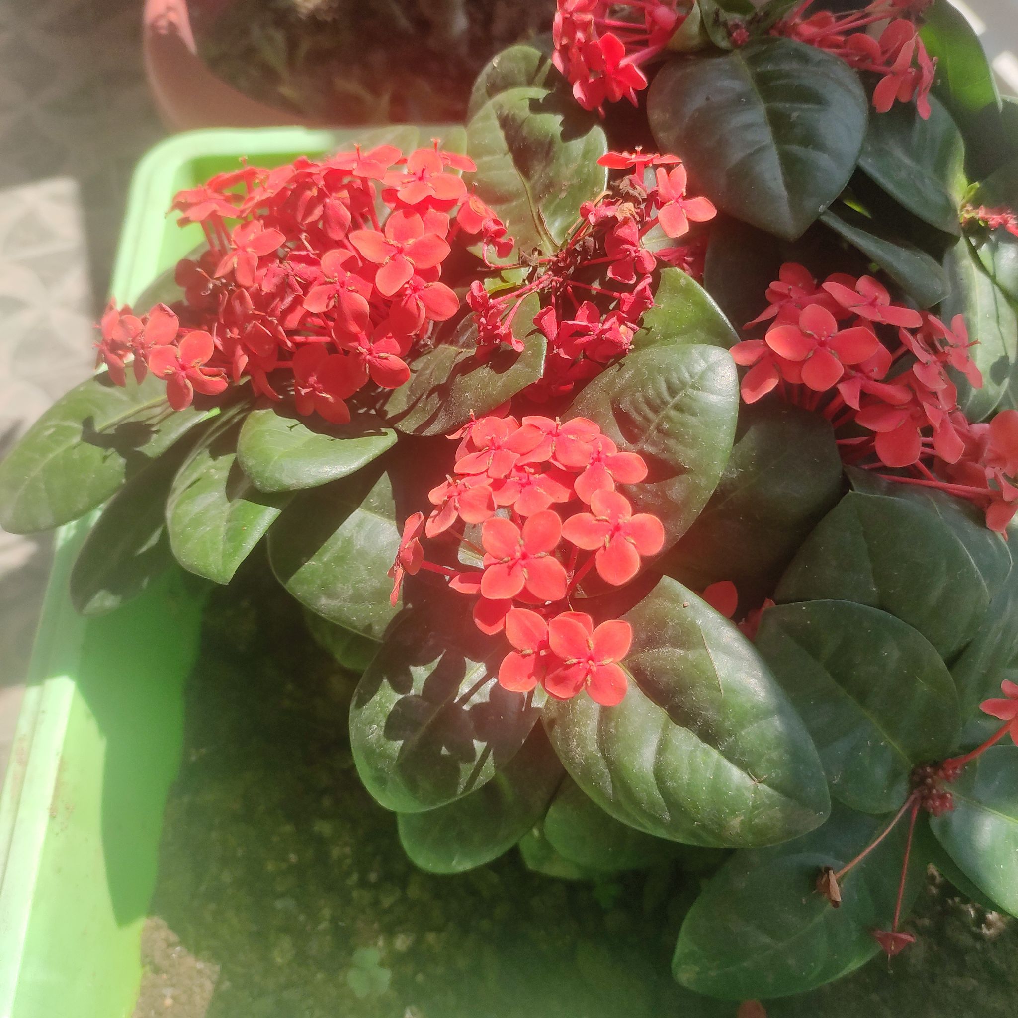 Why Are There Brown Spots on My Chinese Ixora Leaves?