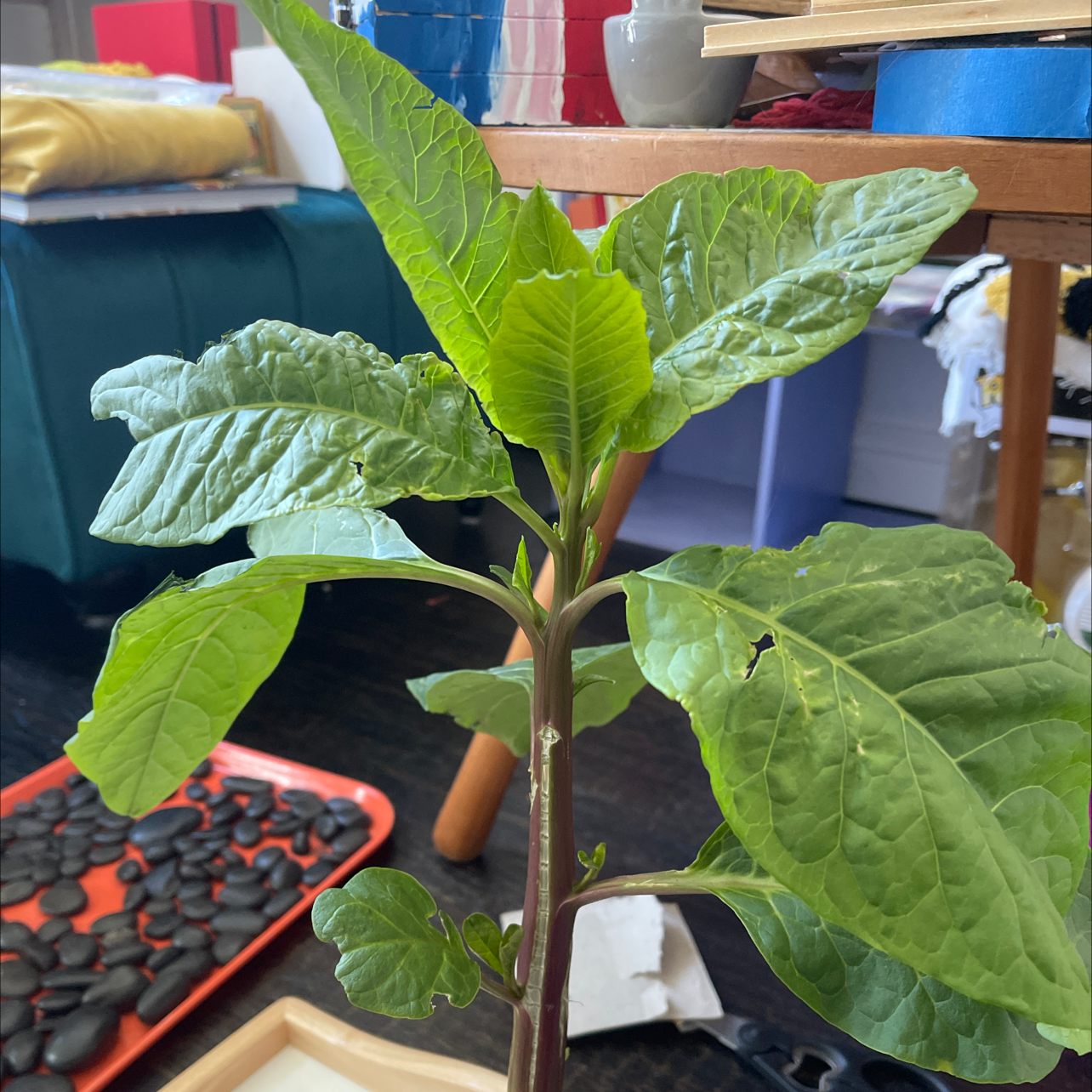 American Pokeweed plant with healthy green leaves and minor insect damage.