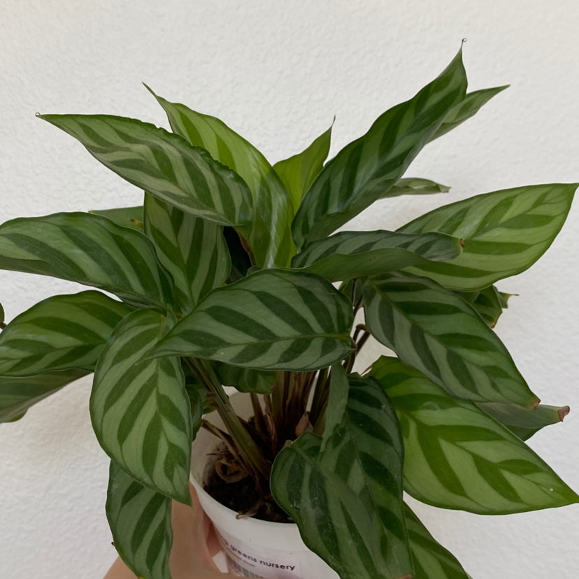 Calathea 'Freddie' plant with striped leaves in a white pot, partially visible soil.