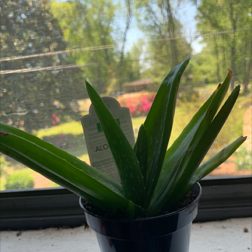 Aloe vera plant photo by @lou.freed named sam on Greg, the plant care app.