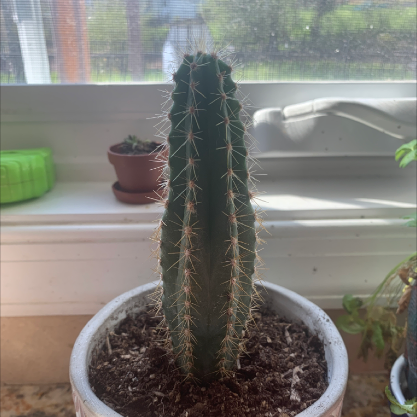 Pleated Cereus cactus in a white pot on a windowsill with visible soil.