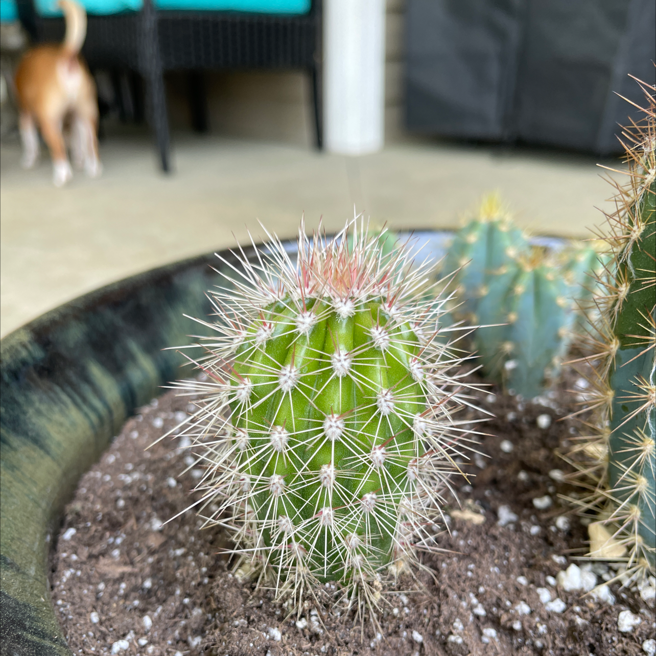 A young Saguaro cactus in a pot with visible soil, well-centered and healthy.