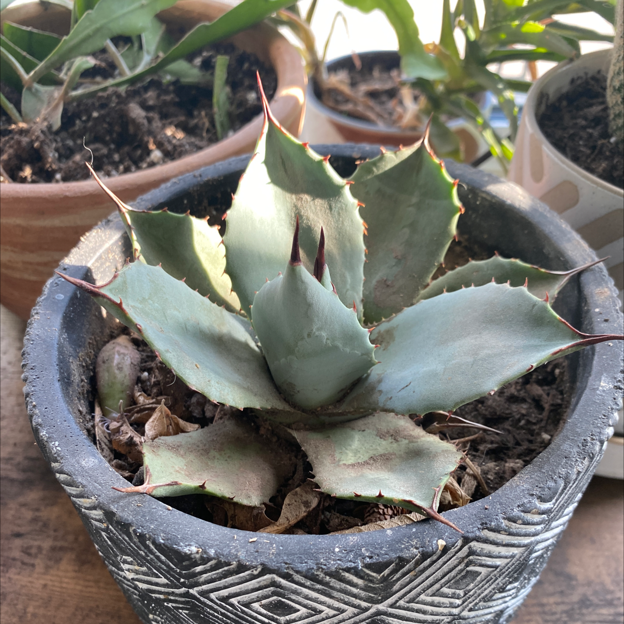 Butterfly Agave plant in a decorative pot with visible soil and no signs of distress.