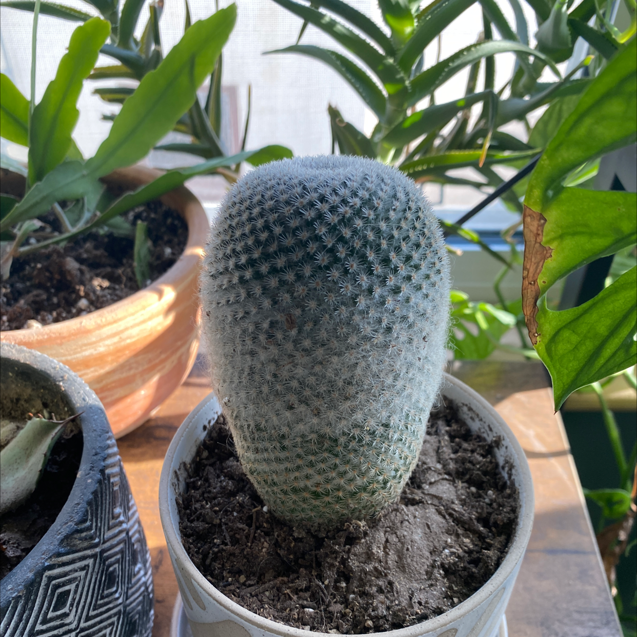 Photo of the plant species Old Lady Cactus by @Nickow named Sahara on Greg, the plant care app