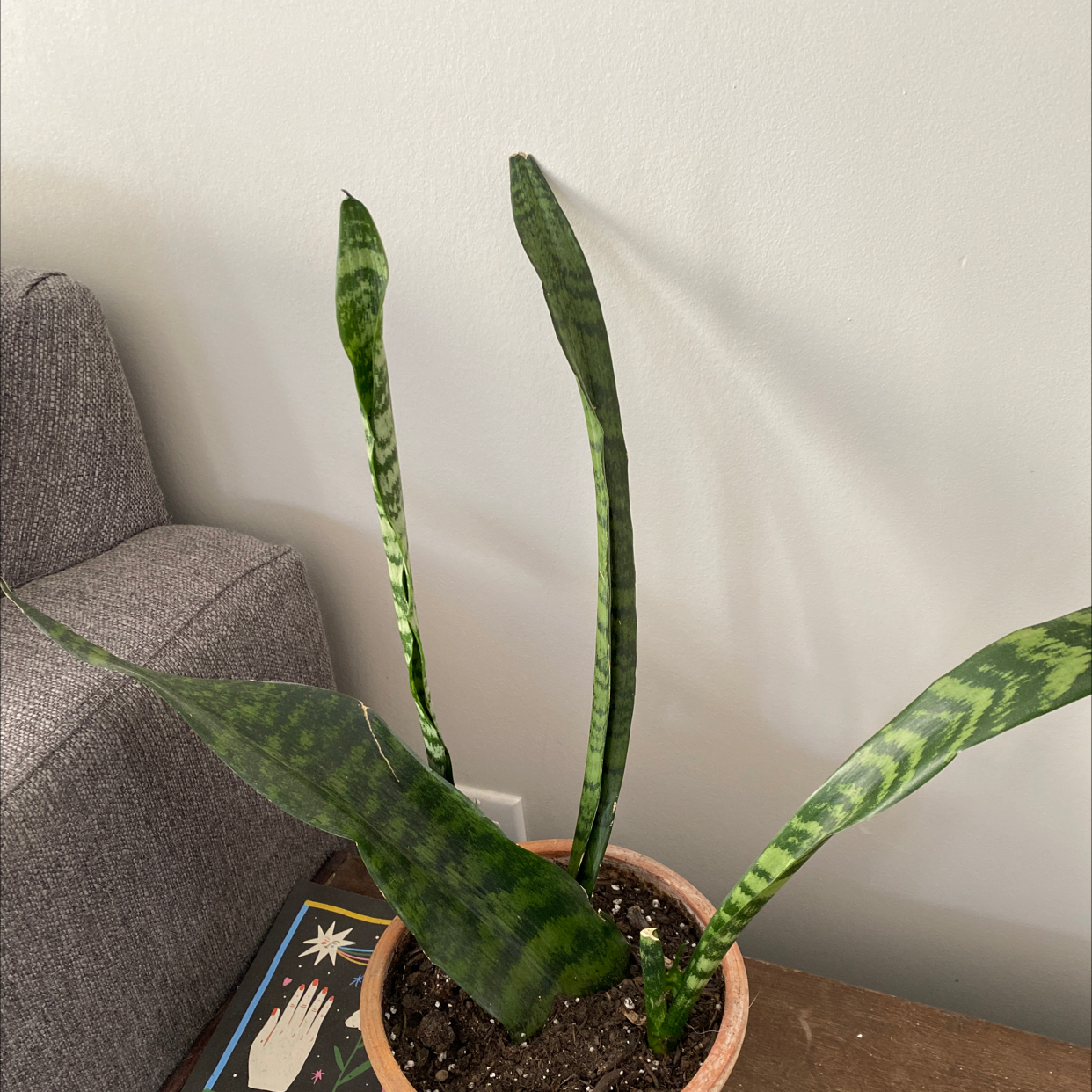 Black Coral Snake Plant in a pot with visible soil, healthy green leaves, and no signs of disease.