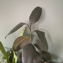 Rubber Plant plant