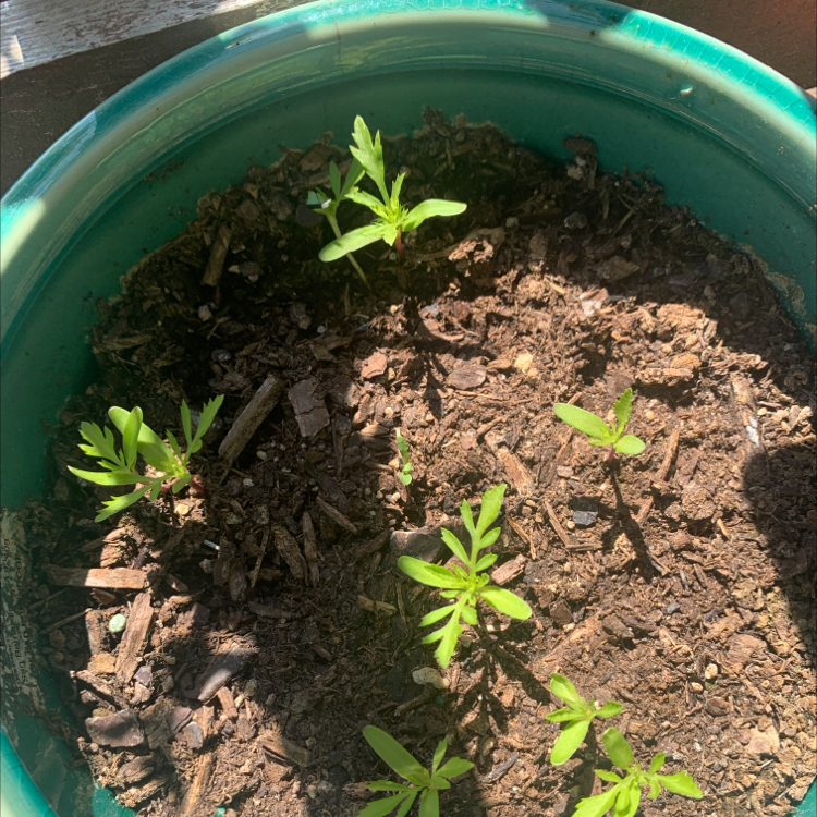 Young African Marigold seedlings in a green pot with visible soil.