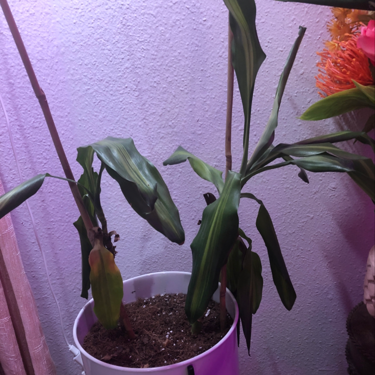 Healthy cornstalk dracaena plant in white pot against purple background, with some yellowing and browning on lower leaves.