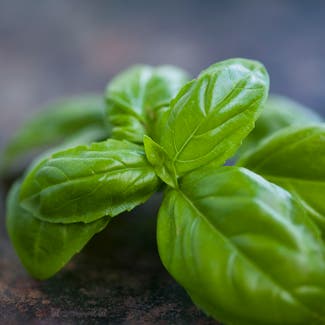 Sweet Basil plant in Somewhere on Earth
