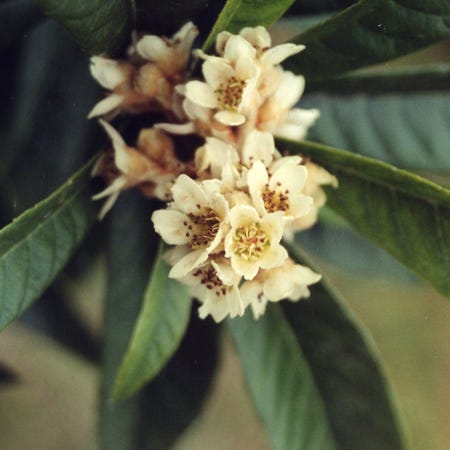 Photo of the plant species Loquat by Werepope named xuanyu on Greg, the plant care app