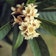 Calculate water needs of Loquat