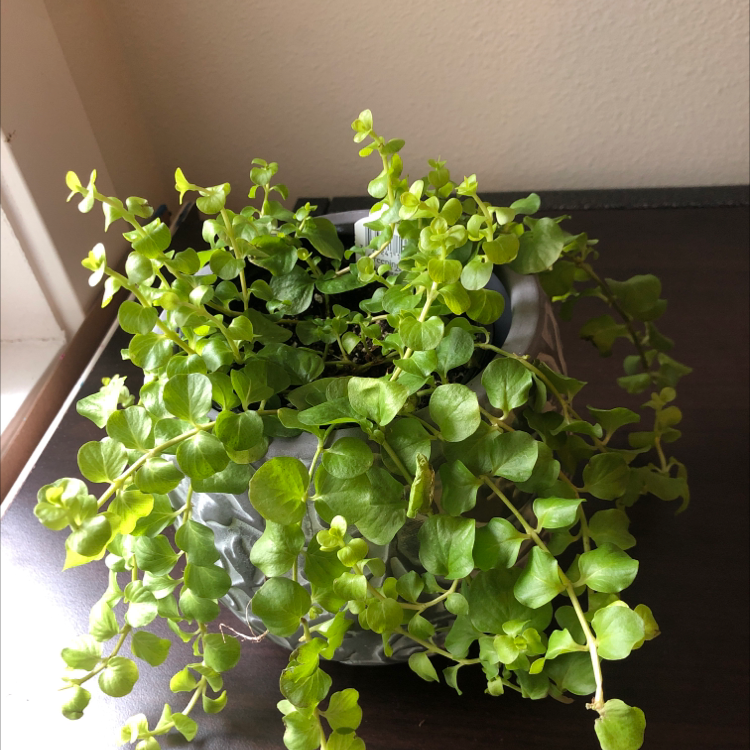 Healthy Creeping Jenny plant in a pot on a dark surface.
