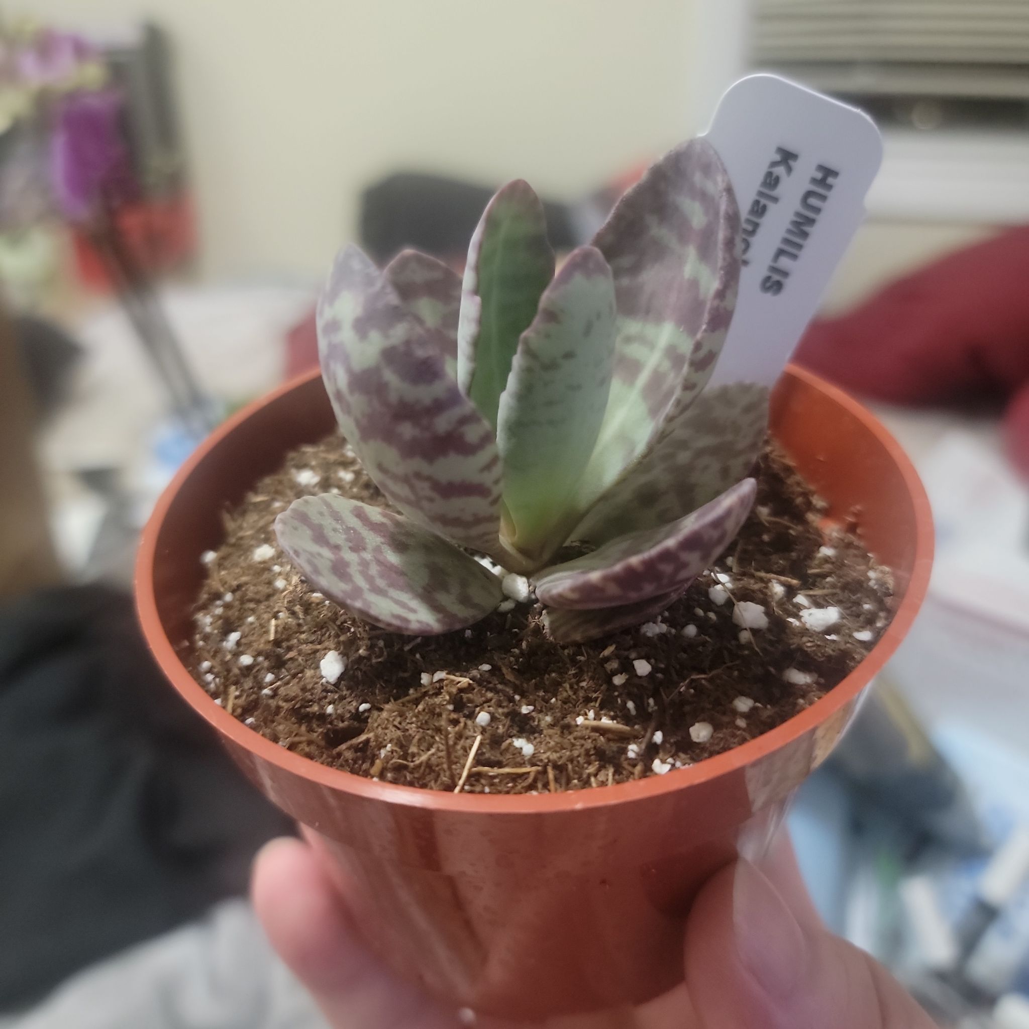 Kalanchoe humilis plant in a small pot with visible soil, held by a hand.