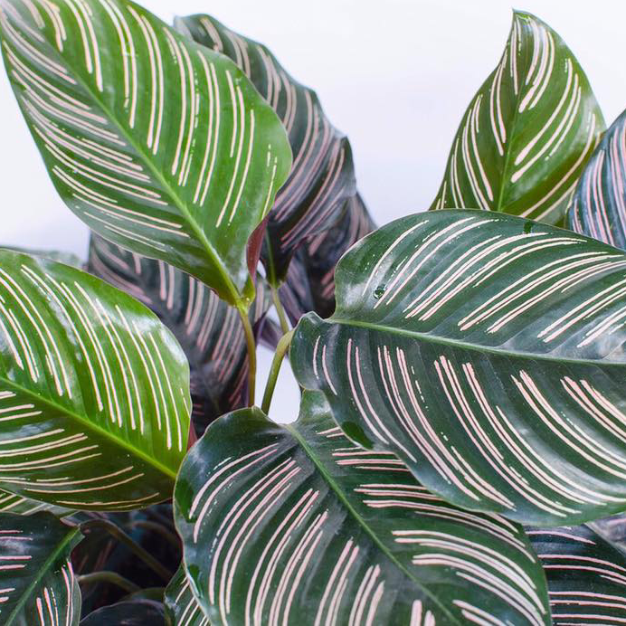Photo of the plant species Pinstripe Calathea by @Octavia named Penny on Greg, the plant care app