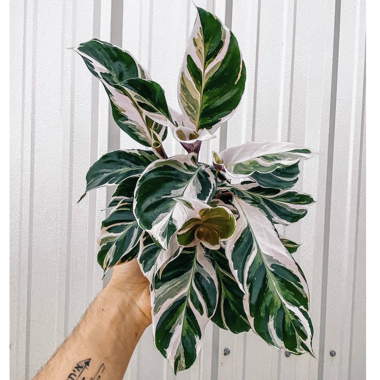 Calathea 'White Fusion' plant with variegated leaves held by a hand.