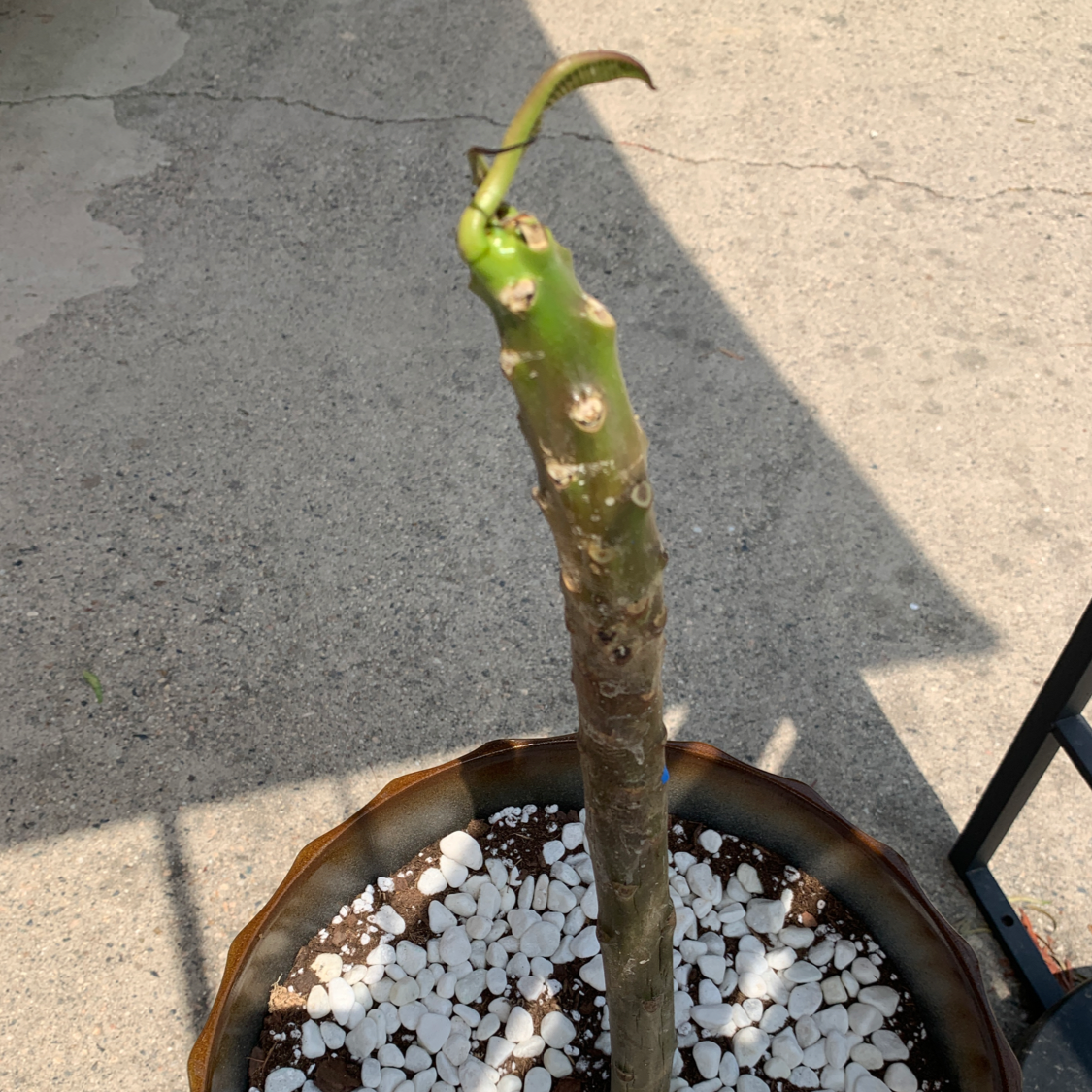 tall plumeria