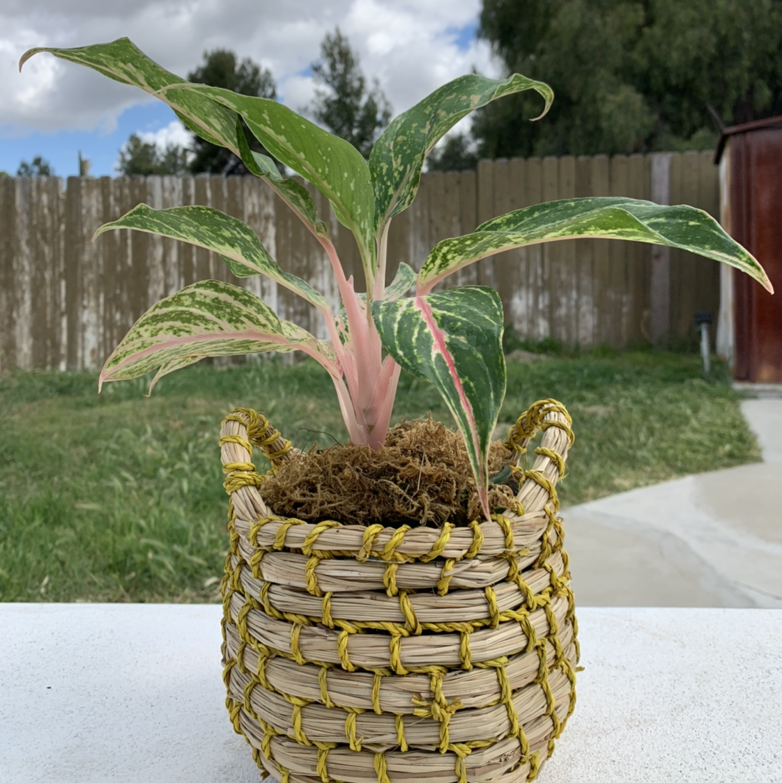 Photo of the plant species Pink Dalmatian Aglaonema by @cariyoung named nema on Greg, the plant care app
