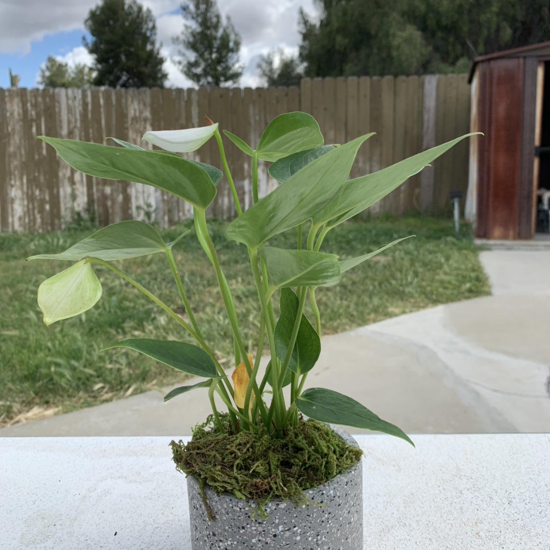 Healthy Anthurium andreanum 'Painter's Palette' plant with multicolored variegated leaves growing in concrete planter outdoors.