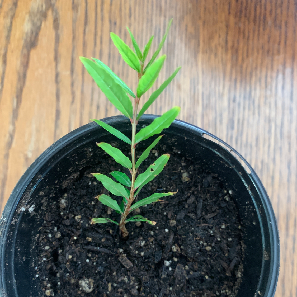 Young pomegranate plant in a black pot with visible soil.