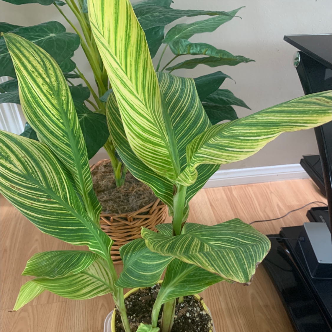Plant care for Atlantic Beauty Canna Lily on Greg, the plant care app