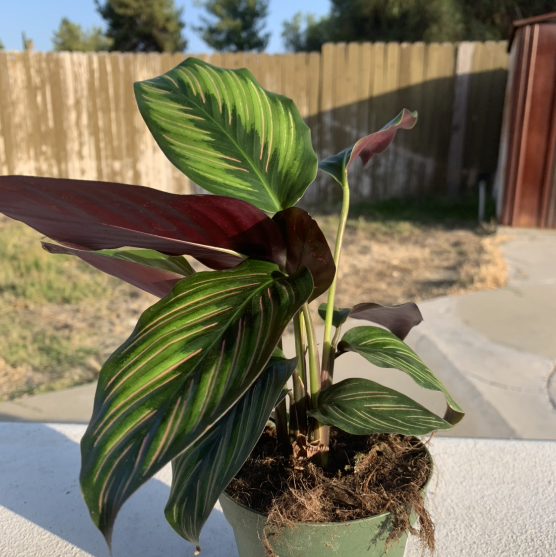 Photo of the plant species Calathea 'Beauty Star' by @cariyoung named belle on Greg, the plant care app