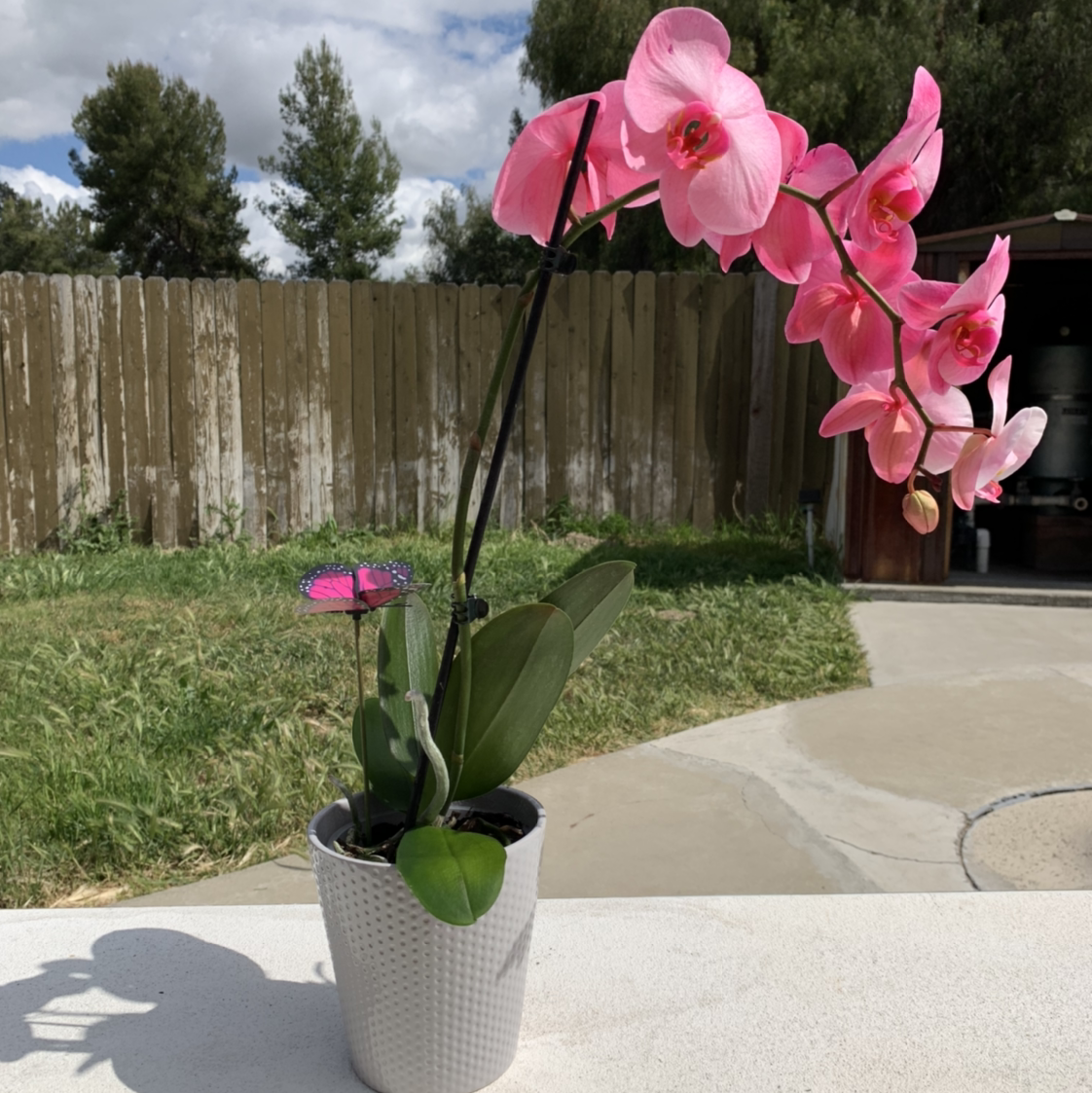 Phalaenopsis Orchid plant photo by @cariyoung named arya on Greg, the plant care app.
