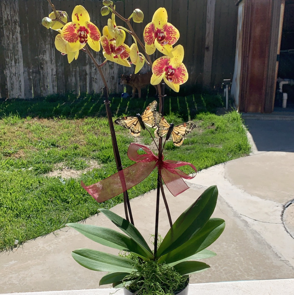 Phalaenopsis Orchid plant photo by @cariyoung named athena on Greg, the plant care app.