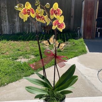 Phalaenopsis orchid plant in Diamond Bar, California