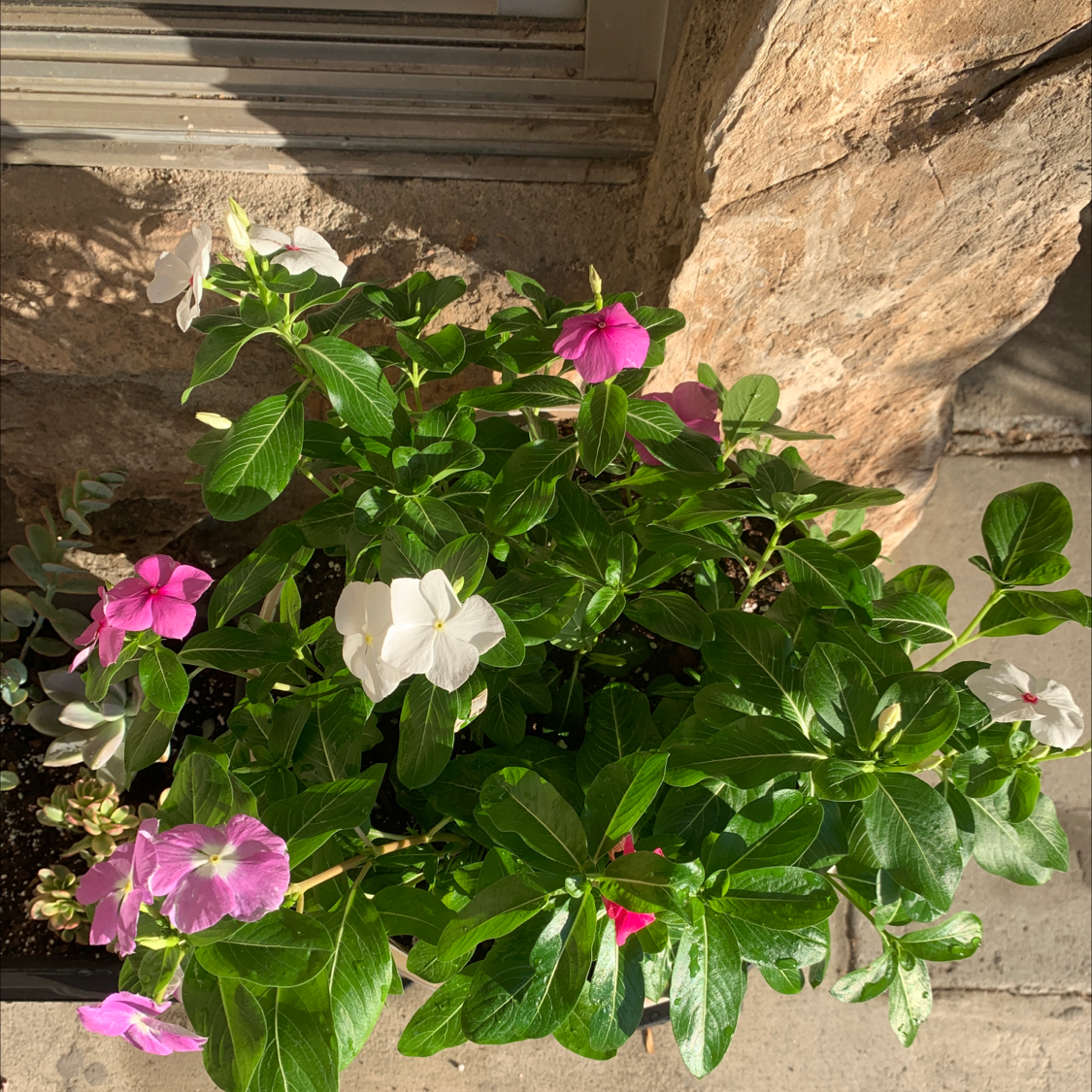 Bright Eyes plant with vibrant green leaves and flowers in white, pink, and purple.