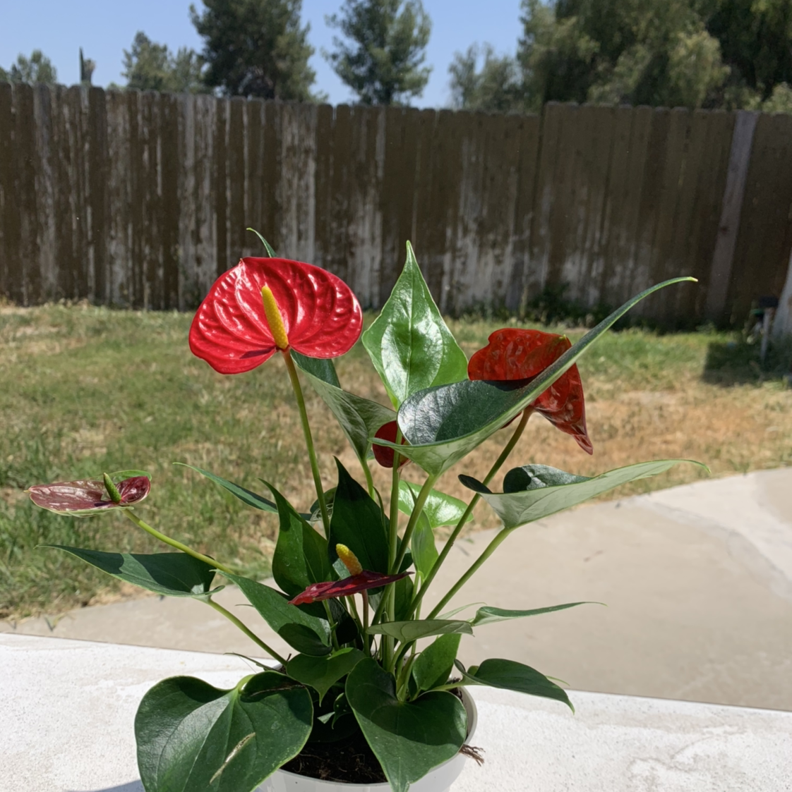 Healthy Anthurium plant with lush green foliage and two vibrant red heart-shaped spathes, well-framed close-up view.