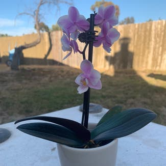 Phalaenopsis orchid plant in Diamond Bar, California